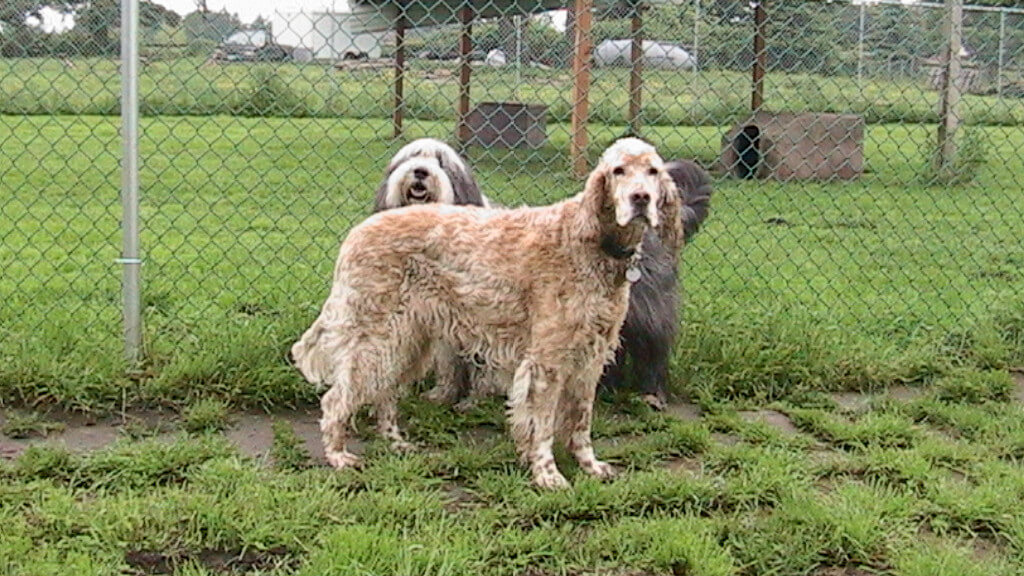 Interesting Dog Facts