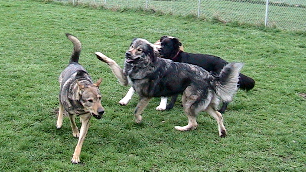 New Dog Breeds – Funny