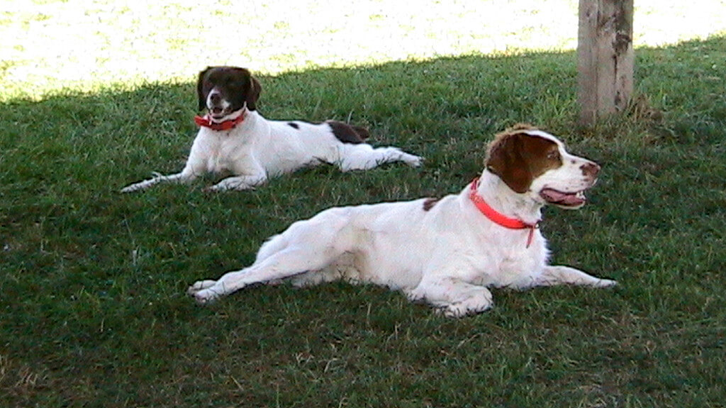 Dog Quotes